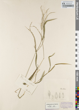 LE 01155706