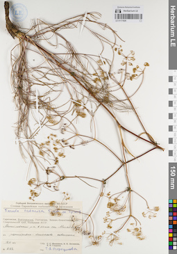 LE 01171826