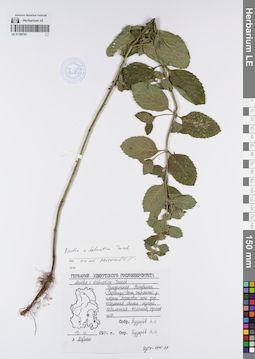 LE 01108793