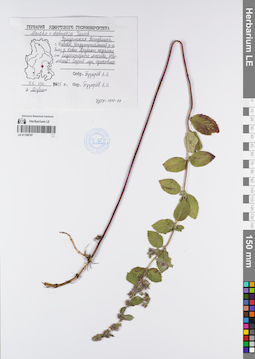 LE 01108797