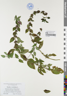 LE 01120407