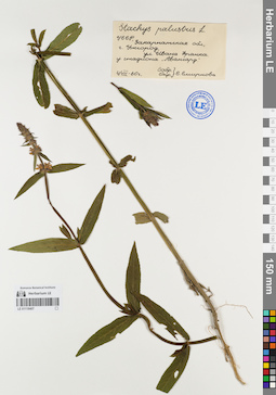 LE 01118407