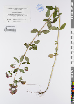 LE 01138333