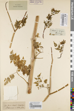LE 01162559