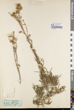 LE 01180825