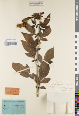 LE 01180831