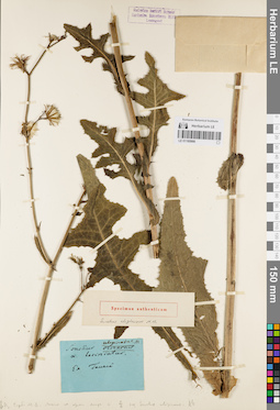 LE 01180866