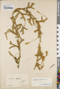 LE 01172097