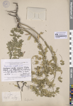 LE 01335341
