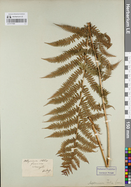LE 01171926
