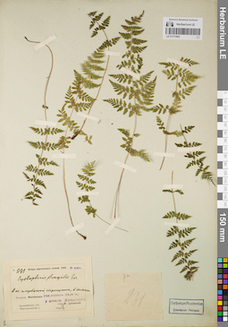 LE 01171903