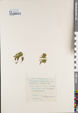LE 01171952