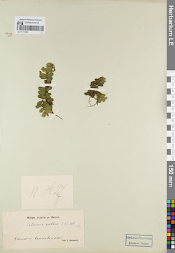 LE 01171962