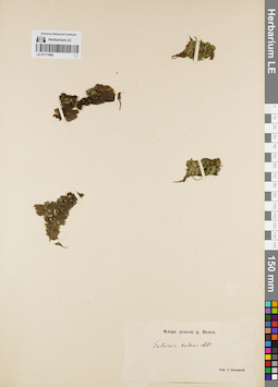 LE 01171965