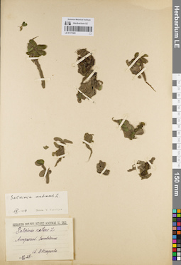 LE 01171981