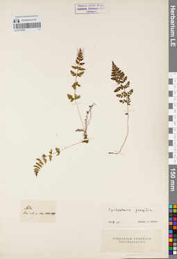 LE 01172306