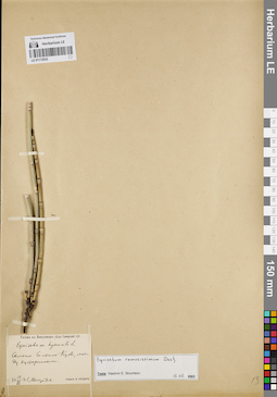 LE 01172032