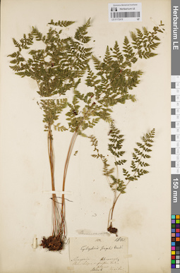 LE 01172419