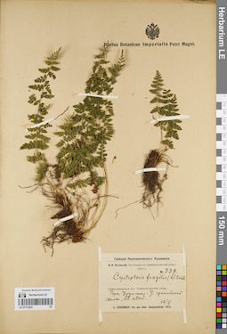 LE 01172425