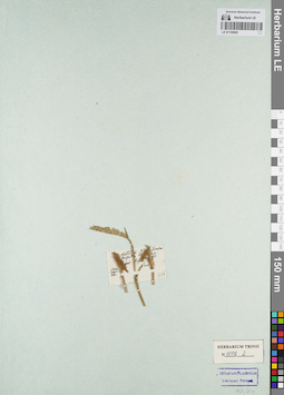 LE 01155905