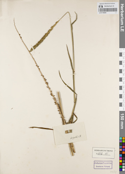 LE 01156040
