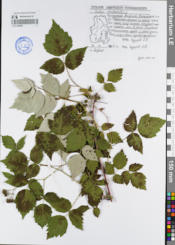 LE 01106999
