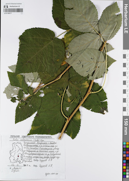 LE 01109177