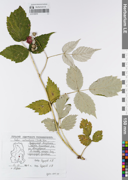 LE 01109178