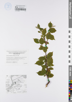 LE 01147038