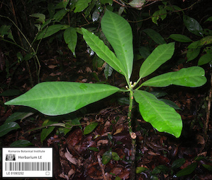 LE 01093252