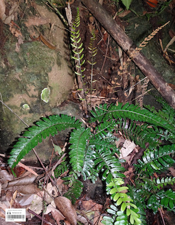 LE 01360228
