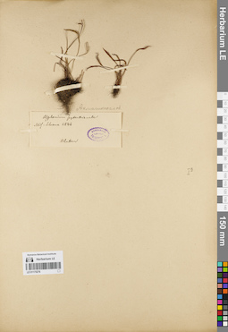 LE 01175276