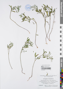 LE 01181071
