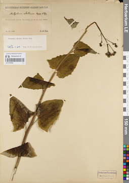 LE 01181032
