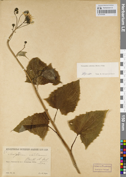 LE 01181036