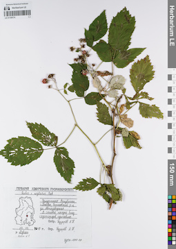 LE 01109174