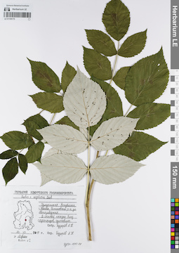 LE 01109175