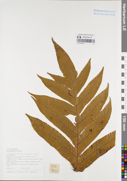 LE 01167279