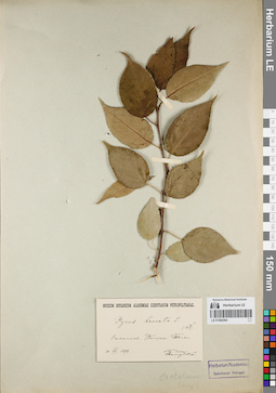 LE 01082064