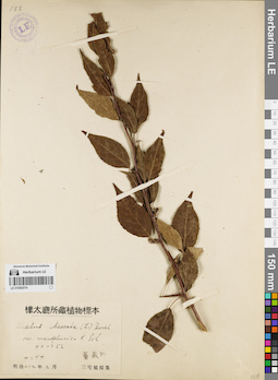 LE 01082074