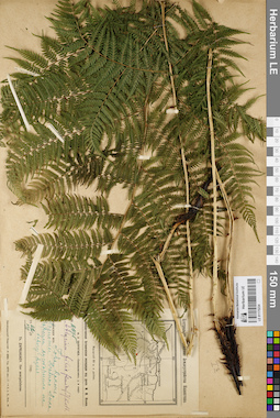 LE 01175234