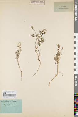 LE 01162850