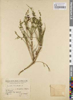 LE 01181087