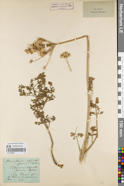 LE 01162916