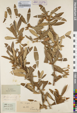 LE 01163010
