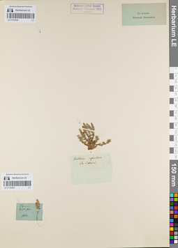 LE 01163026