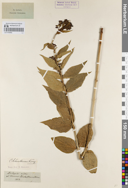 LE 01163042