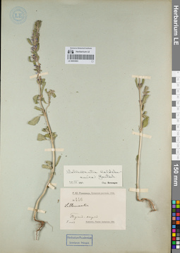 LE 00053903