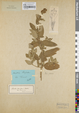 LE 01179181