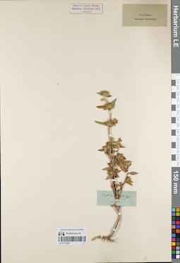 LE 01179207